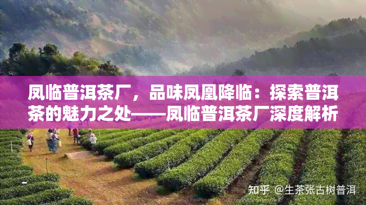 凤临普洱茶厂，品味凤凰降临：探索普洱茶的魅力之处——凤临普洱茶厂深度解析