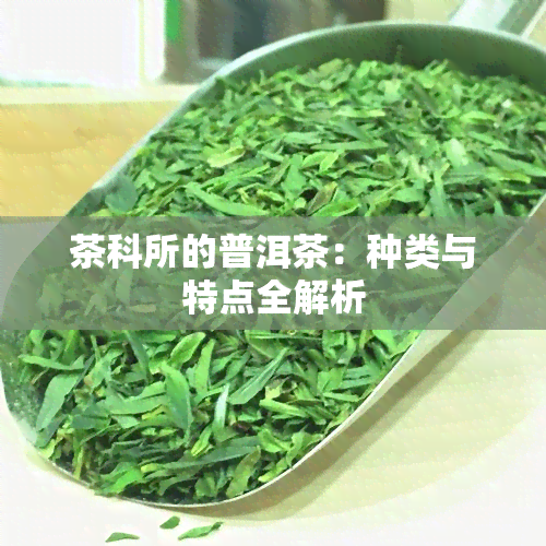 茶科所的普洱茶：种类与特点全解析