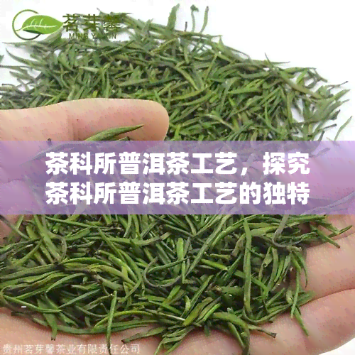 茶科所普洱茶工艺，探究茶科所普洱茶工艺的独特魅力