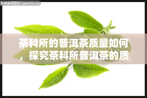 茶科所的普洱茶质量如何，探究茶科所普洱茶的质量：一次全面的评测与分析