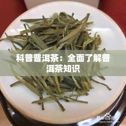 科普普洱茶：全面了解普洱茶知识