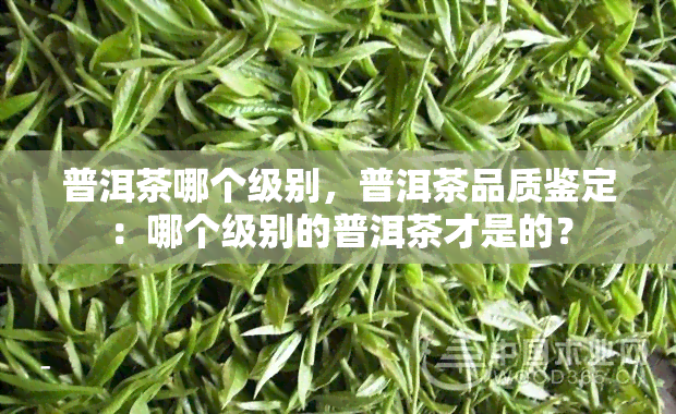 普洱茶哪个级别，普洱茶品质鉴定：哪个级别的普洱茶才是的？