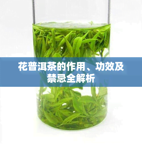 花普洱茶的作用、功效及禁忌全解析