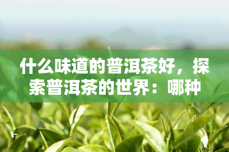 什么味道的普洱茶好，探索普洱茶的世界：哪种口味的普洱茶？