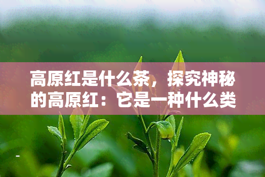 高原红是什么茶，探究神秘的高原红：它是一种什么类型的茶叶？