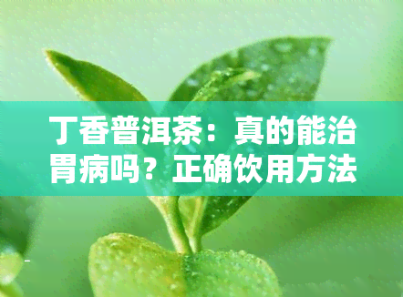 丁香普洱茶：真的能治胃病吗？正确饮用方法是什么？