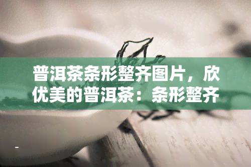 普洱茶条形整齐图片，欣优美的普洱茶：条形整齐的图片集锦