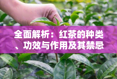 全面解析：红茶的种类、功效与作用及其禁忌