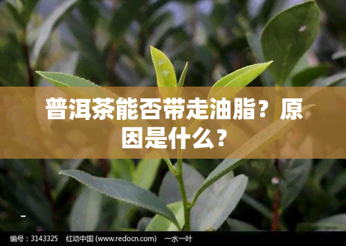 普洱茶能否带走油脂？原因是什么？