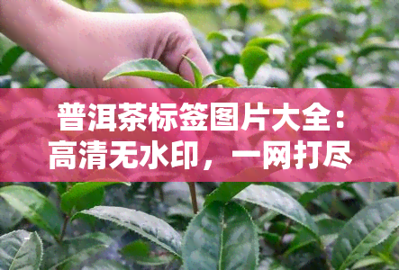 普洱茶标签图片大全：高清无水印，一网打尽所有款式！