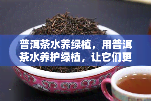 普洱茶水养绿植，用普洱茶水养护绿植，让它们更健美丽！