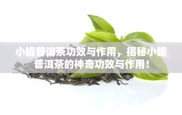 小罐普洱茶功效与作用，揭秘小罐普洱茶的神奇功效与作用！