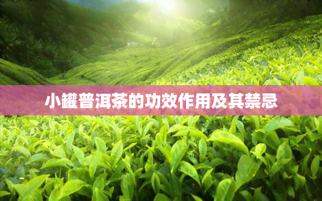 小罐普洱茶的功效作用及其禁忌