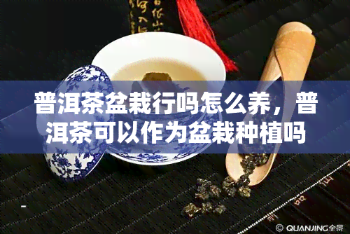 普洱茶盆栽行吗怎么养，普洱茶可以作为盆栽种植吗？如何养护？