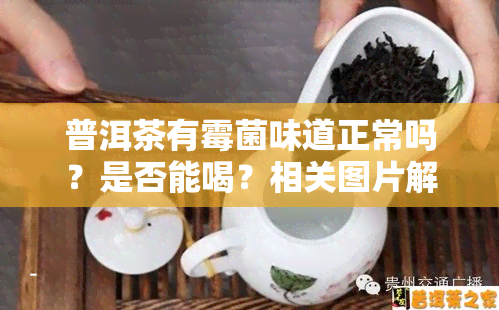 普洱茶有霉菌味道正常吗？是否能喝？相关图片解析