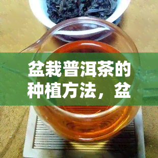 盆栽普洱茶的种植方法，盆栽普洱茶种植全攻略：从选土到浇水，一步到位