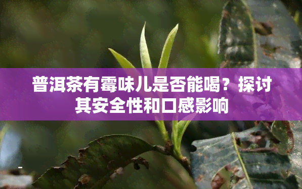 普洱茶有霉味儿是否能喝？探讨其安全性和口感影响