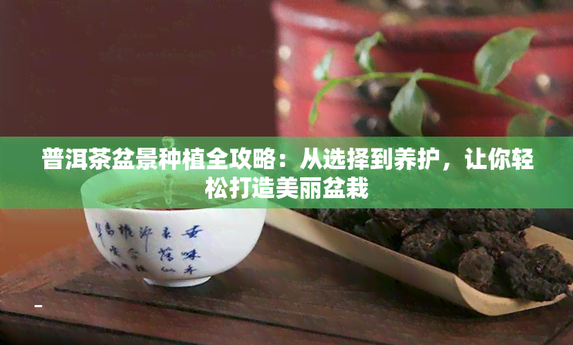 普洱茶盆景种植全攻略：从选择到养护，让你轻松打造美丽盆栽