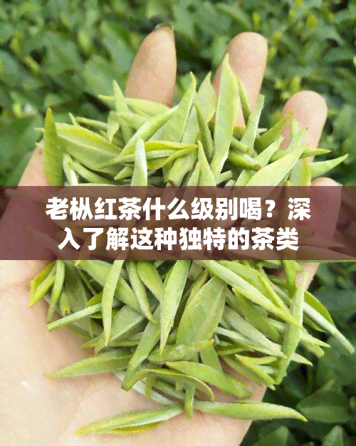 老枞红茶什么级别喝？深入了解这种独特的茶类