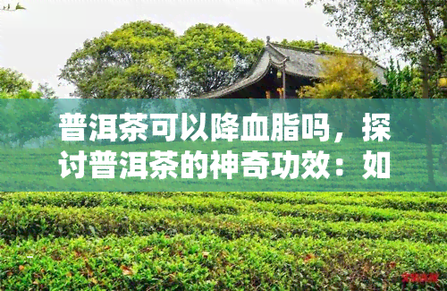 普洱茶可以降血脂吗，探讨普洱茶的神奇功效：如何帮助降低血脂？