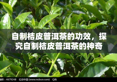 自制桔皮普洱茶的功效，探究自制桔皮普洱茶的神奇功效，养生必备！