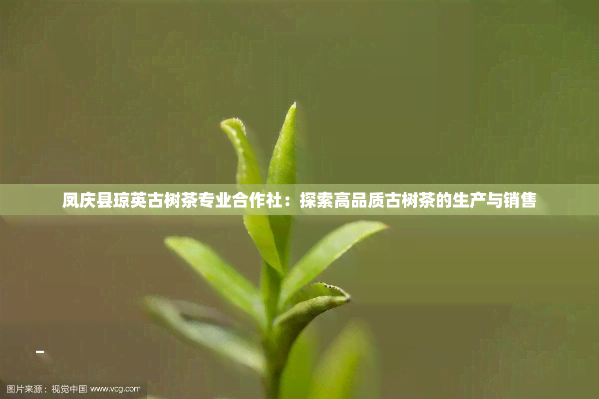 凤庆县琼英古树茶专业合作社：探索高品质古树茶的生产与销售