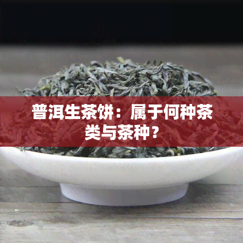 普洱生茶饼：属于何种茶类与茶种？