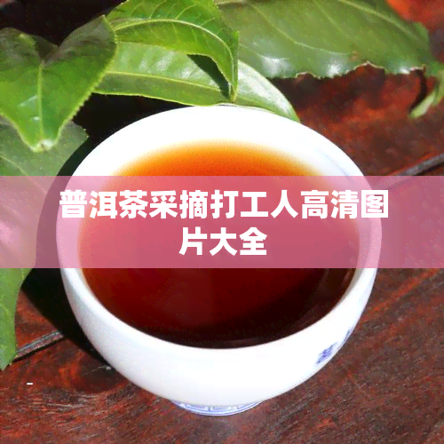 普洱茶采摘打工人高清图片大全