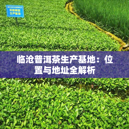 临沧普洱茶生产基地：位置与地址全解析