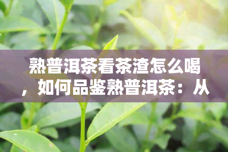 熟普洱茶看茶渣怎么喝，如何品鉴熟普洱茶：从茶渣看茶的品质和口感