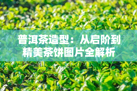 普洱茶造型：从启阶到精美茶饼图片全解析