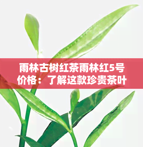 雨林古树红茶雨林红5号价格：了解这款珍贵茶叶的售价