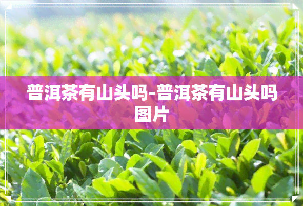 普洱茶有山头吗-普洱茶有山头吗图片