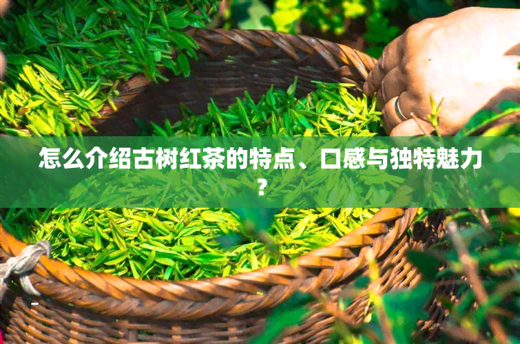 怎么介绍古树红茶的特点、口感与独特魅力？