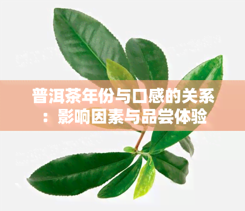 普洱茶年份与口感的关系：影响因素与品尝体验