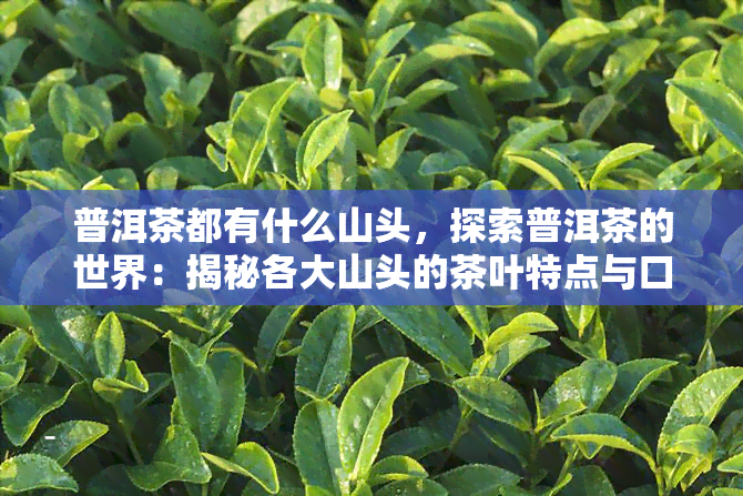 普洱茶都有什么山头，探索普洱茶的世界：揭秘各大山头的茶叶特点与口感