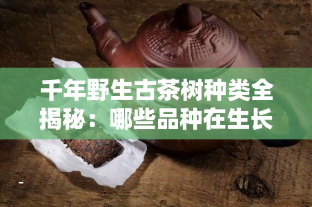 千年野生古茶树种类全揭秘：哪些品种在生长？