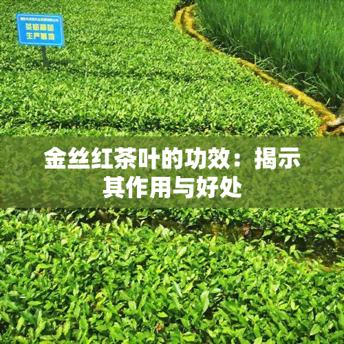 金丝红茶叶的功效：揭示其作用与好处