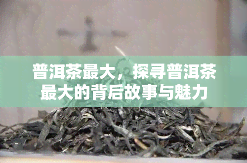 普洱茶更大，探寻普洱茶更大的背后故事与魅力