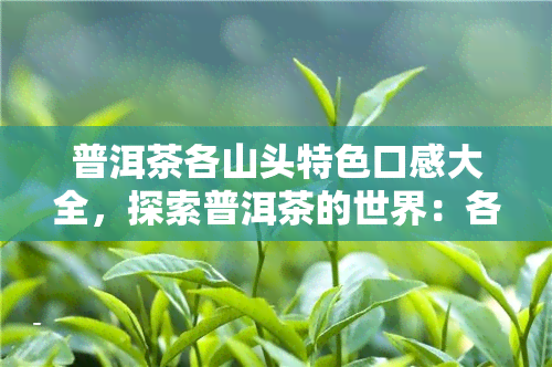 普洱茶各山头特色口感大全，探索普洱茶的世界：各山头特色口感一览