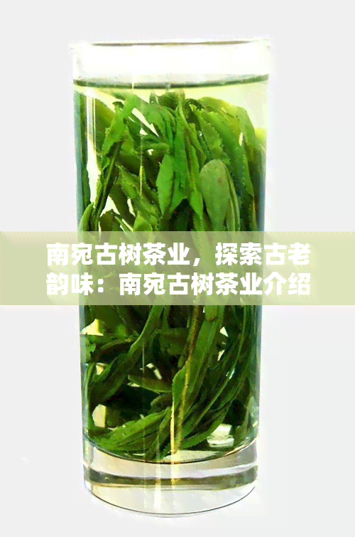 南宛古树茶业，探索古老韵味：南宛古树茶业介绍