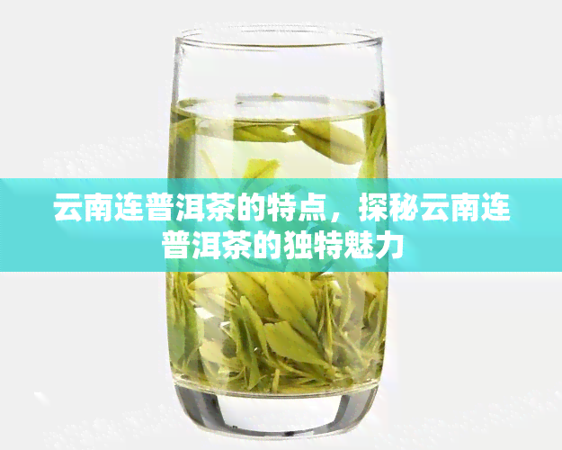 云南连普洱茶的特点，探秘云南连普洱茶的独特魅力