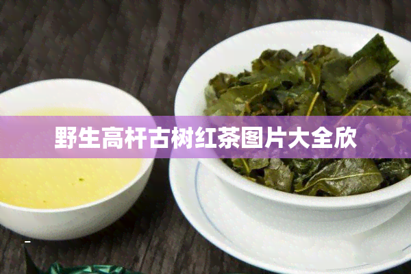 野生高杆古树红茶图片大全欣