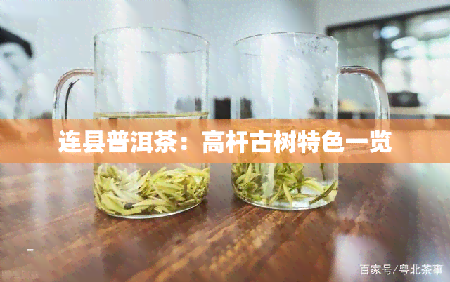 连县普洱茶：高杆古树特色一览