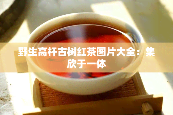 野生高杆古树红茶图片大全：集欣于一体