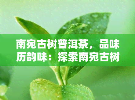 南宛古树普洱茶，品味历韵味：探索南宛古树普洱茶的世界