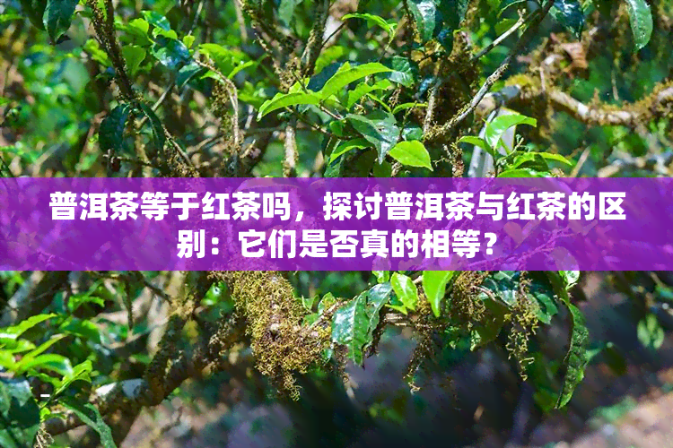 普洱茶等于红茶吗，探讨普洱茶与红茶的区别：它们是否真的相等？