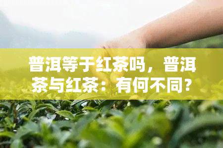 普洱等于红茶吗，普洱茶与红茶：有何不同？