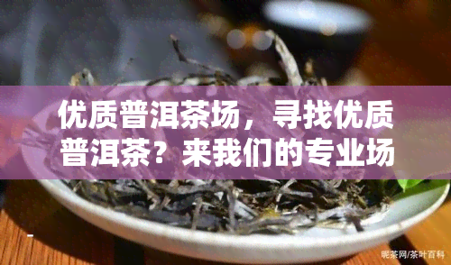 优质普洱茶场，寻找优质普洱茶？来我们的专业场！