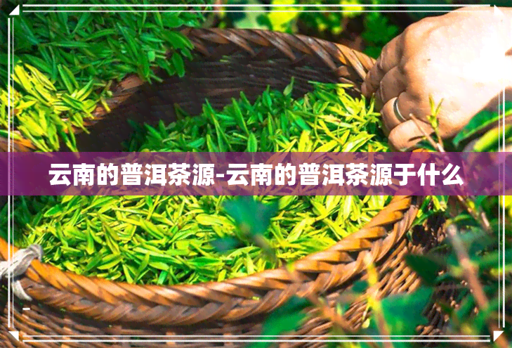 云南的普洱茶源-云南的普洱茶源于什么